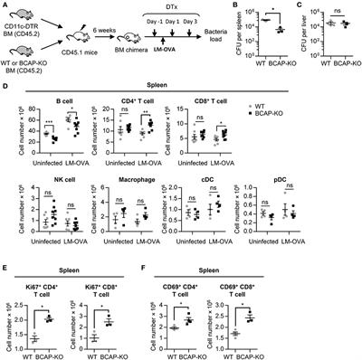 BCAP Regulates Dendritic Cell Maturation Through the Dual-Regulation of NF-κB and PI3K/AKT Signaling During Infection